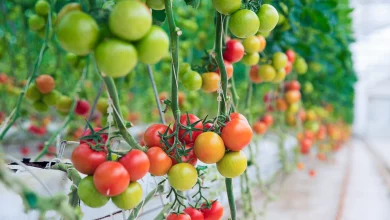 So stellen Sie Kalziumdünger für Tomaten selbst her