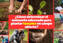 ¿Cómo determinar el momento adecuado para plantar tomates en campo abierto
