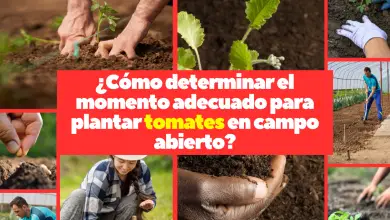 ¿Cómo determinar el momento adecuado para plantar tomates en campo abierto