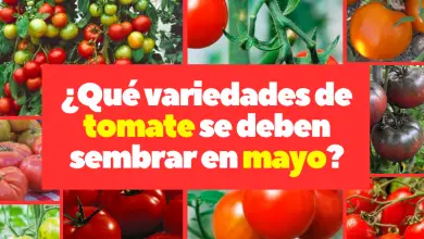 ¿Qué variedades de tomate se deben sembrar en mayo