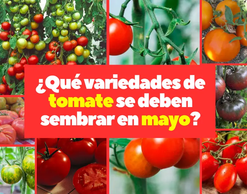 Qué variedades de tomate se deben sembrar en mayo