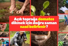 Açık toprağa domates dikmek için doğru zaman nasıl belirlenir
