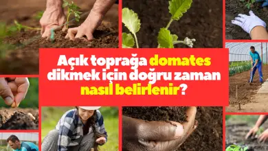 Açık toprağa domates dikmek için doğru zaman nasıl belirlenir