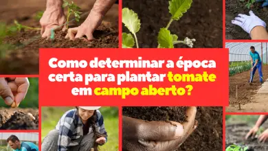 Como determinar a época certa para plantar tomate em campo aberto