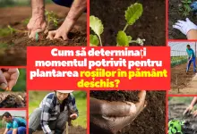 Cum să determinați momentul potrivit pentru plantarea roșiilor în pământ deschis