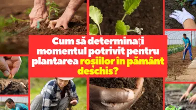 Cum să determinați momentul potrivit pentru plantarea roșiilor în pământ deschis