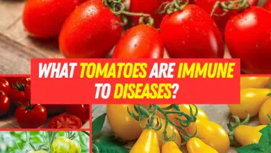 Which tomatoes are immune to diseases?