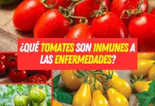 ¿Qué tomates son inmunes a las enfermedades?