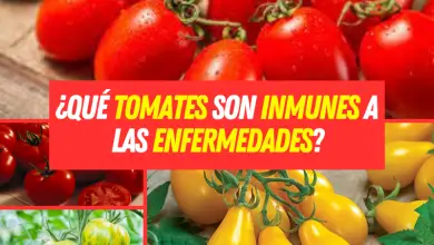 ¿Qué tomates son inmunes a las enfermedades?