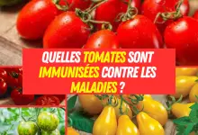 Quelles tomates sont immunisées contre les maladies ?