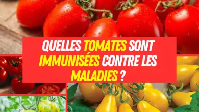 Quelles tomates sont immunisées contre les maladies ?