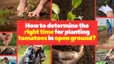 How to determine the right time for planting tomatoes in open ground