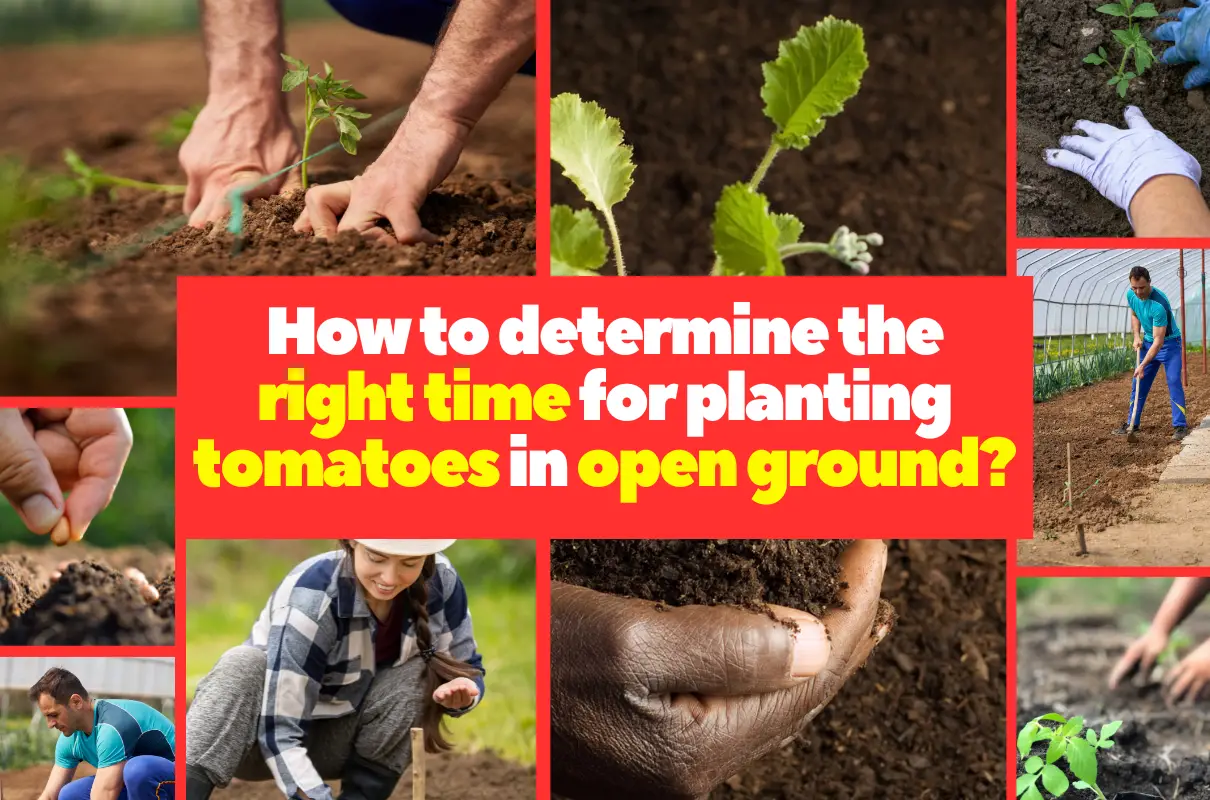 How to determine the right time for planting tomatoes in open ground?