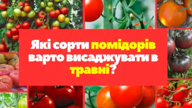 Які сорти томатів потрібно садити в травні?