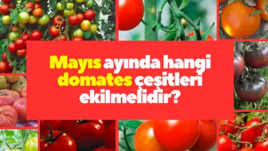 Mayıs ayında hangi domates çeşitleri ekilmeli?