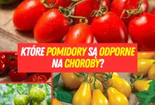 Które pomidory są odporne na choroby?