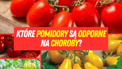 Które pomidory są odporne na choroby?