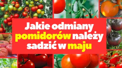 Jakie odmiany pomidorów sadzić w maju?