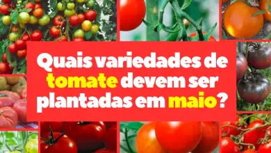 Quais variedades de tomate devem ser plantadas em maio