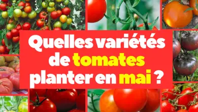 Quelles variétés de tomates planter en mai