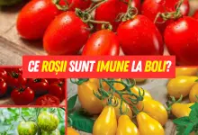 Ce roșii sunt imune la boli?