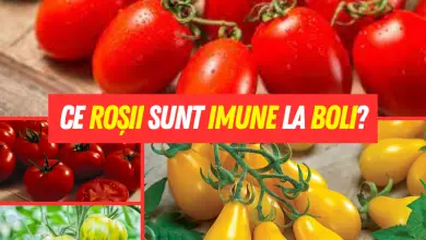 Ce roșii sunt imune la boli?