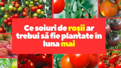 Ce soiuri de roșii ar trebui să fie plantate în luna mai?