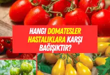 Hangi domatesler hastalıklara karşı bağışıktır?