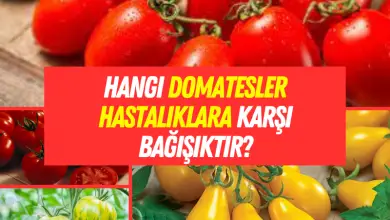 Hangi domatesler hastalıklara karşı bağışıktır?