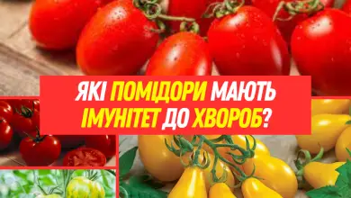 Які помідори мають імунітет до хвороб?