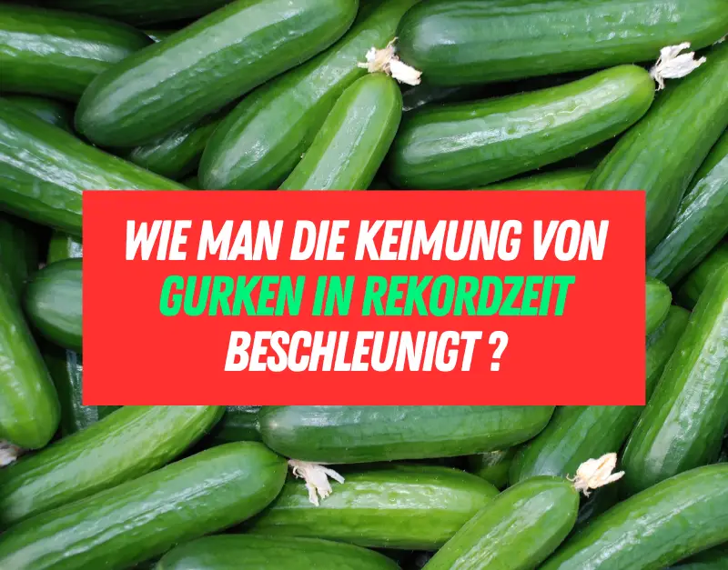 Ungeduldig auf frische Gurken So beschleunigen Sie die Keimung in Rekordzeit!