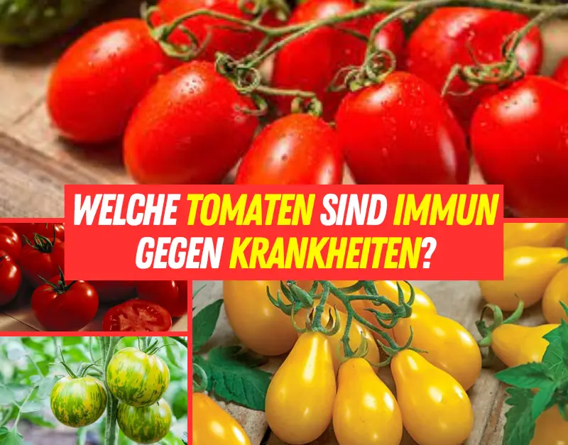 Welche Tomaten sind immun gegen Krankheiten? Entdecke die robusten
