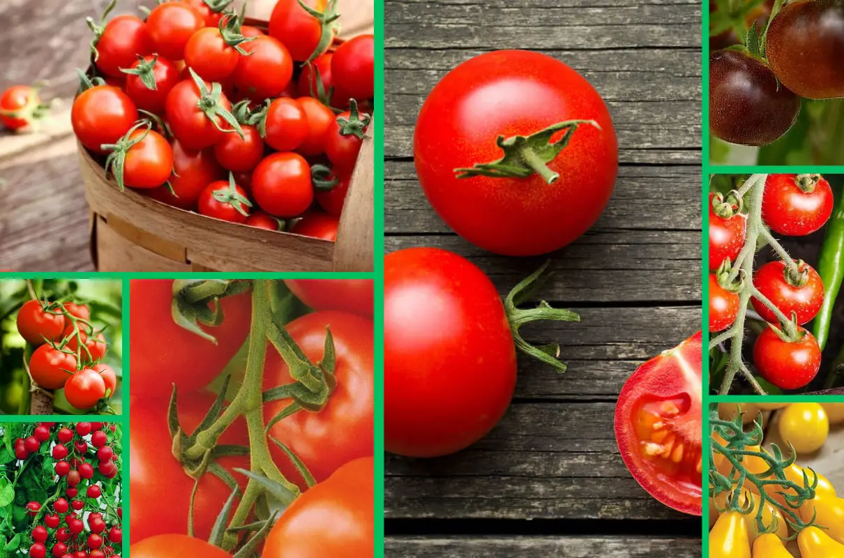 Welche Tomatensorten eignen sich am besten für die Freilandkultur und warum