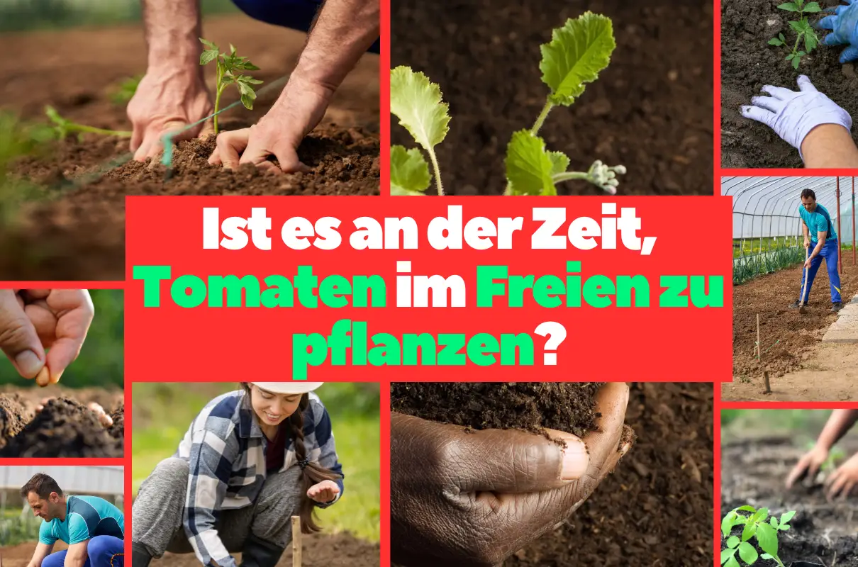 Wie man den richtigen Zeitpunkt für die Tomatenpflanzung im Freiland bestimmt