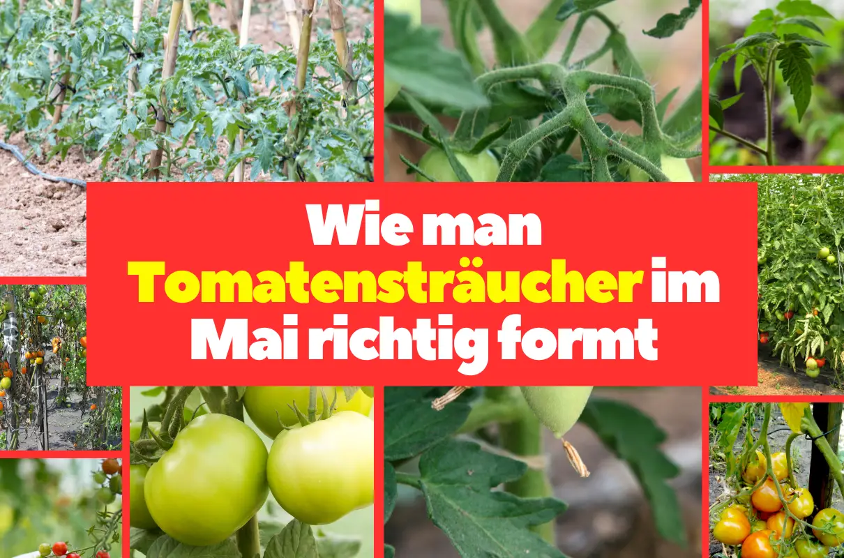 Wie man Tomatensträucher im Mai richtig formt