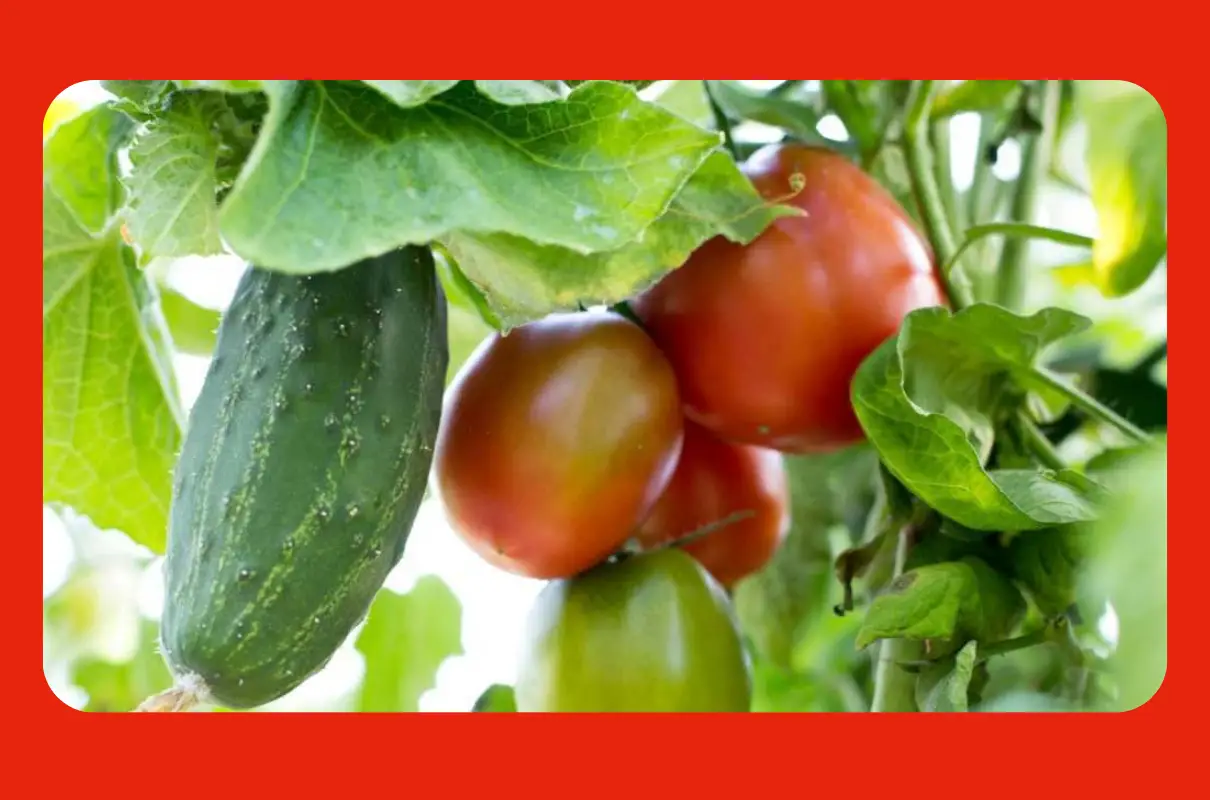 Die besten und schlechtesten Pflanzen für eine erfolgreiche Nachbarschaft mit Gurken