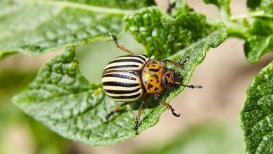 Sagen Sie Schädlingen Lebewohl: Ihr Kampfplan für den August!