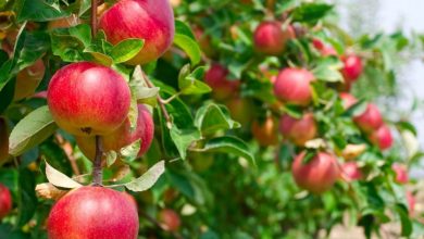 Apfelbäume Düngen im August - Ihr Weg zu einer Rekordernte