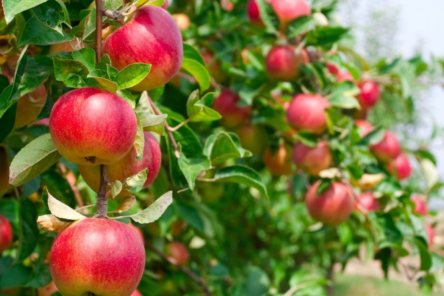 Apfelbäume Düngen im August Ihr Weg zu einer Rekordernte