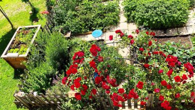 Beeren-Paradies im eigenen Garten: Entdecken Sie die besten Sorten für den August in Deutschland!