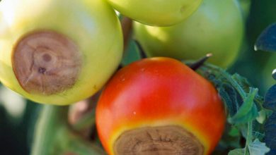 Krieg gegen Blütenendfäule - Rettung für Ihre Tomaten!