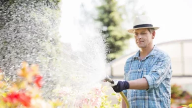 Garten im Hitzefieber: So bewahre ich meine Gemüsebeete vor der Augustsonne