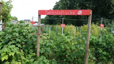 Explosionsartige Beerenernte im August: Entdecken Sie die Geheimnisse!