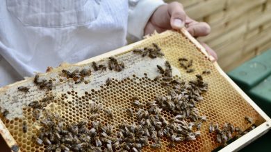 Imkerei im August: Überleben Ihre Bienen den Winter?