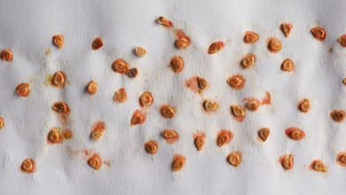 Tomaten-Liebhaber aufgepasst: Wie man eigene Samen gewinnt und lagert!