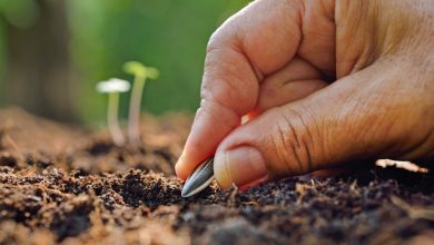 Welche Samen man im August säen sollte