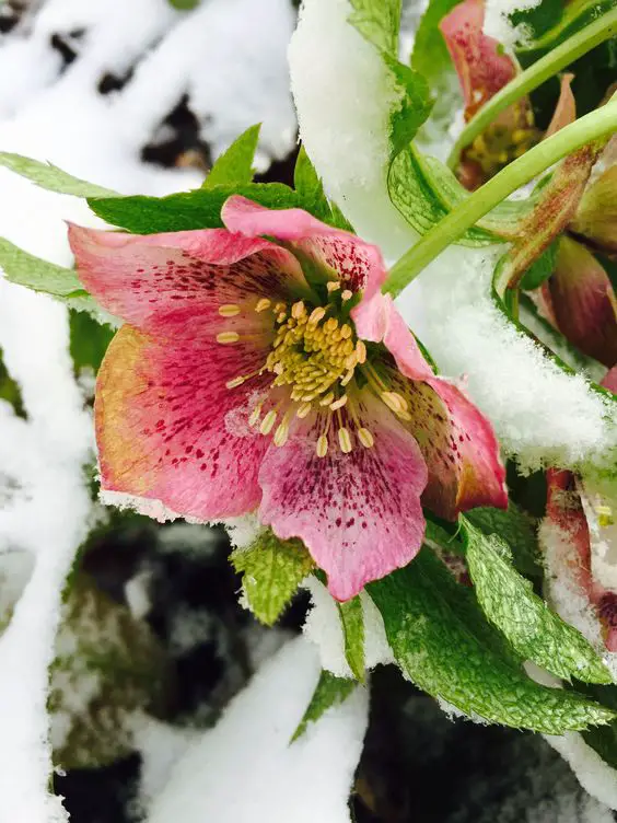 Transform Your Garden with Winter Blooming Flowers and Plants